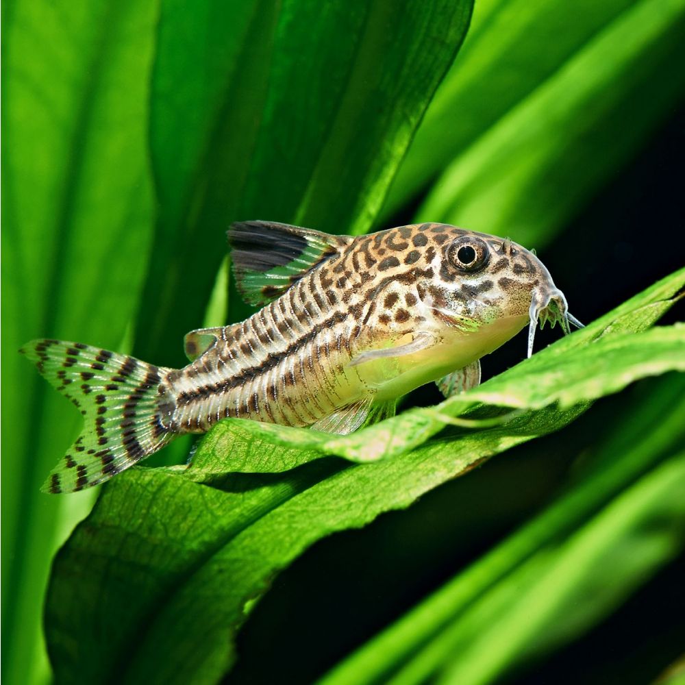New Fish Order 7-2026