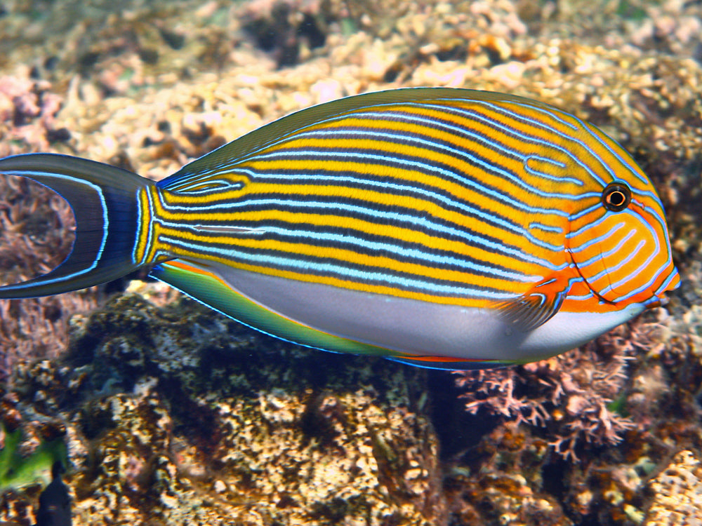 New Fish Order 7-2026