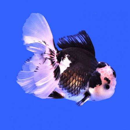 New Fish Order 7-2026
