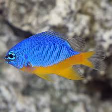 New Fish Order 7-2026