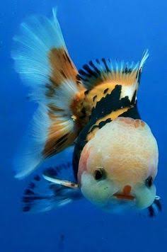 New Fish Order 7-2026
