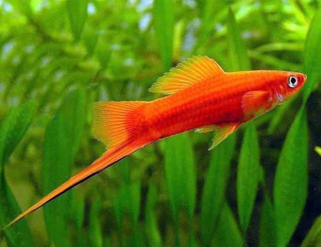 New Fish Order 7-2026