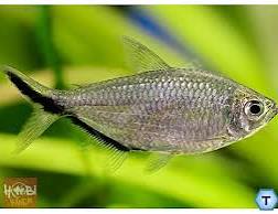 New Fish Order 7-2026