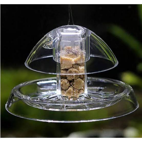 Windfall Transparent Plastic Snail Trap