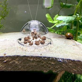 Windfall Transparent Plastic Snail Trap