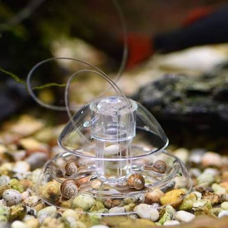 Windfall Transparent Plastic Snail Trap