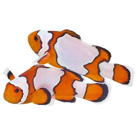 Saltwater Fish