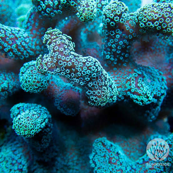 Corals