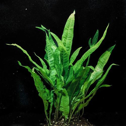 java fern