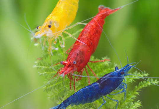 neocaridina shrimp