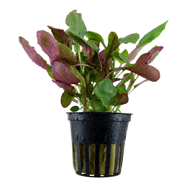 Freshwater Plants