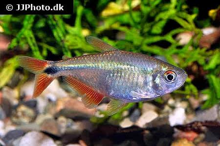 Buenos Aires Tetra