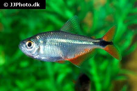 Buenos Aires Tetra