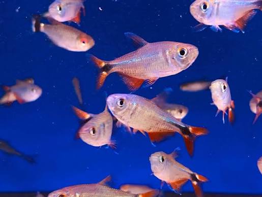 Buenos Aires Tetra