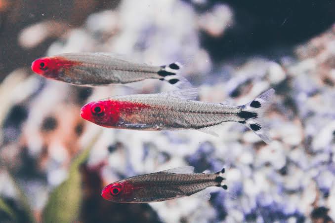 Rummy-nose tetra