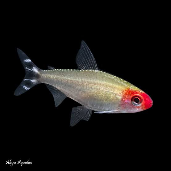Rummy-nose tetra