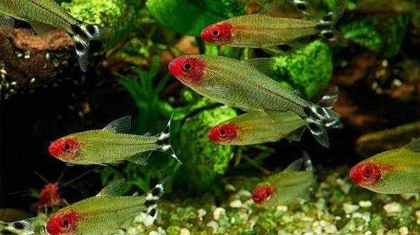 Rummy-nose tetra