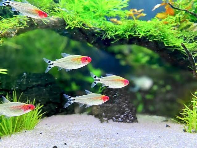 Rummy-nose tetra