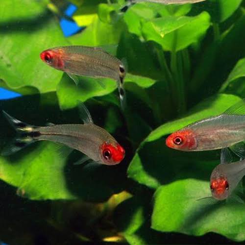 Rummy-nose tetra