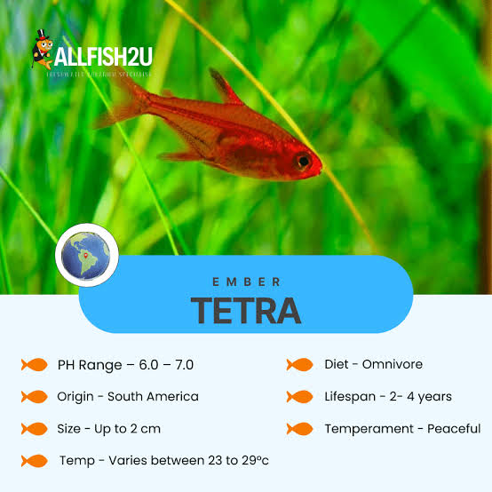 Ember Tetra