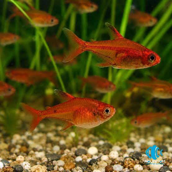 Ember Tetra