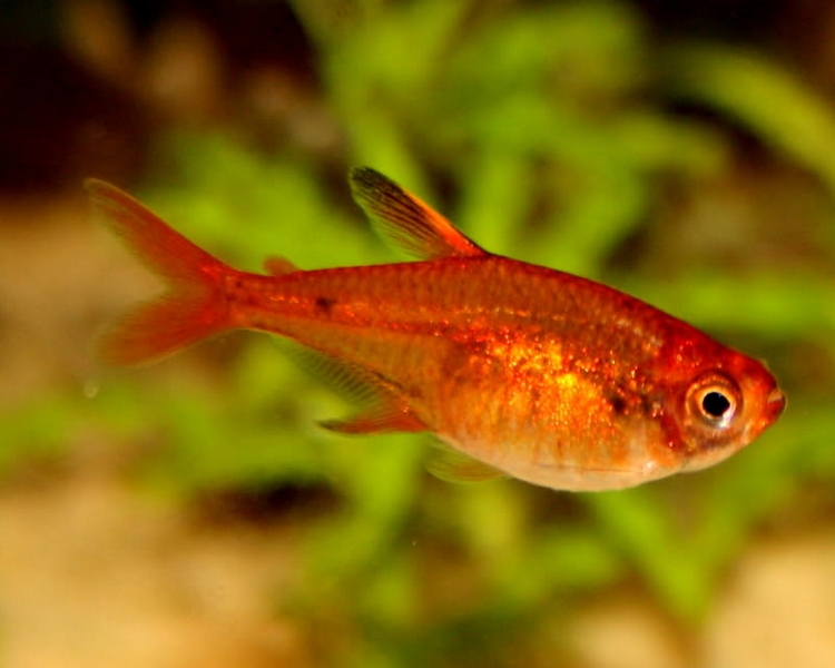 Ember Tetra