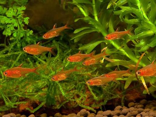 Ember Tetra