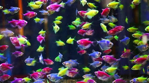 GloFish Tetras