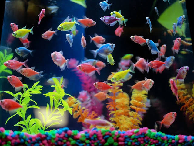 GloFish Tetras