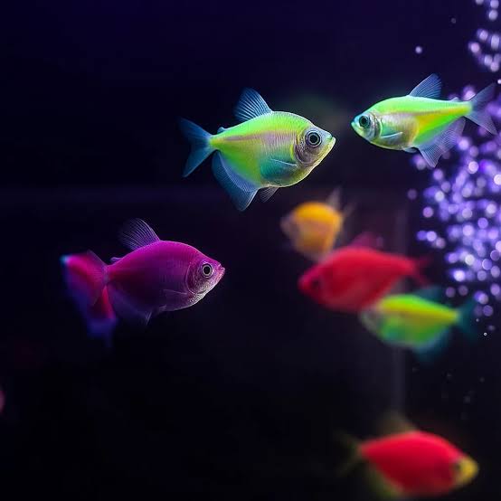 GloFish Tetras