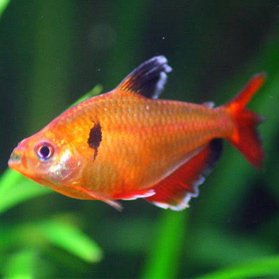 Serpae tetra