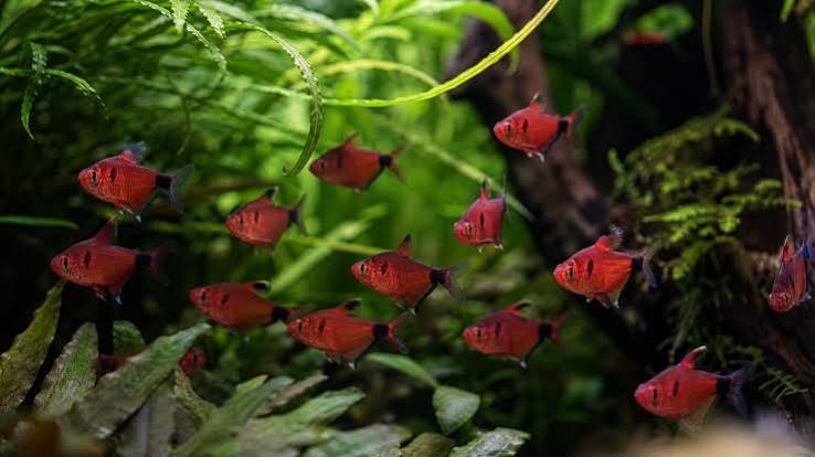 Serpae tetra