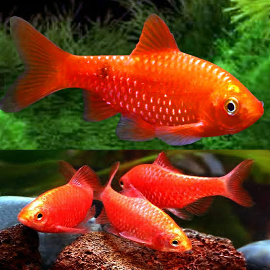Freshwater Fish