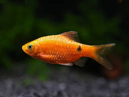 Rosy Barb