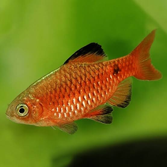 Rosy Barb