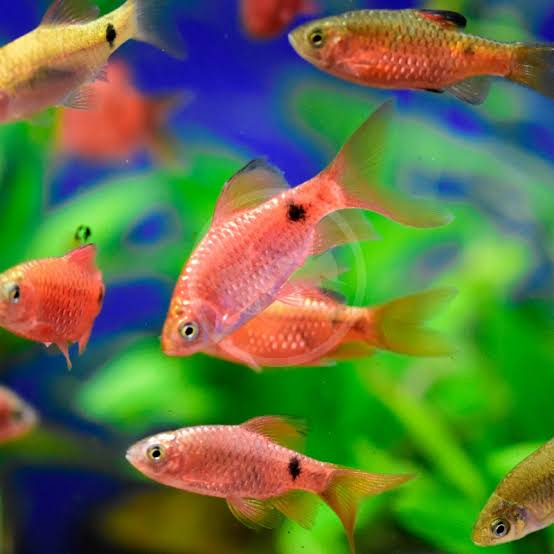 Rosy Barb