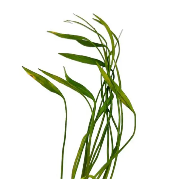 Narrow Leaf Swordplant (Echinodorus angustifolius)