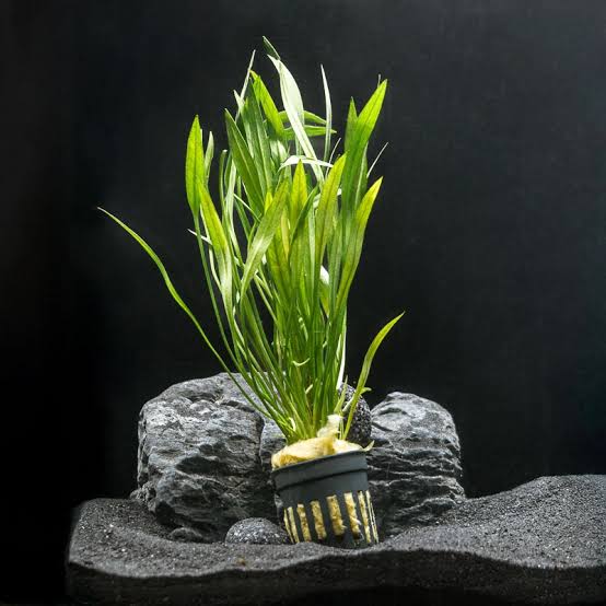 Narrow Leaf Swordplant (Echinodorus angustifolius)