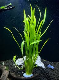 Narrow Leaf Swordplant (Echinodorus angustifolius)