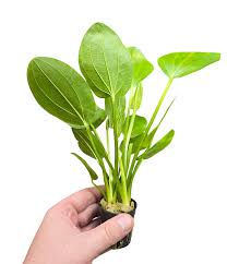 Echinodorus cordifolius hybrid 'Red' (Radican Sword)