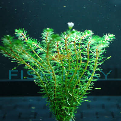 Water Milfoil Bacopa (Bacopa myriophylloides)