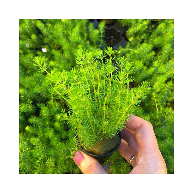 Water Milfoil Bacopa (Bacopa myriophylloides)