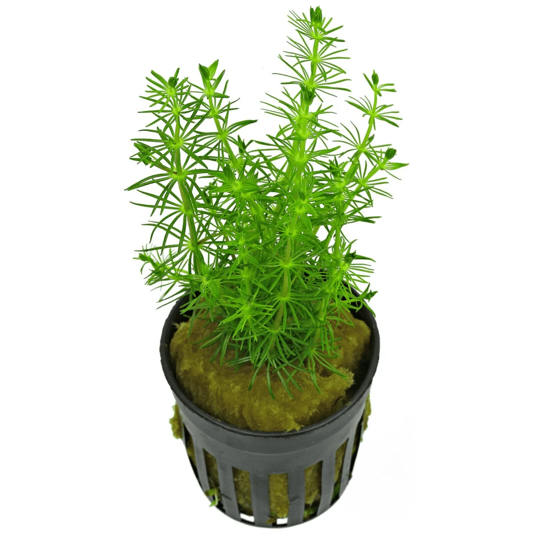 Water Milfoil Bacopa (Bacopa myriophylloides)