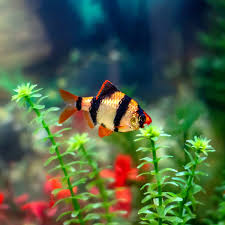 Tiger Barb