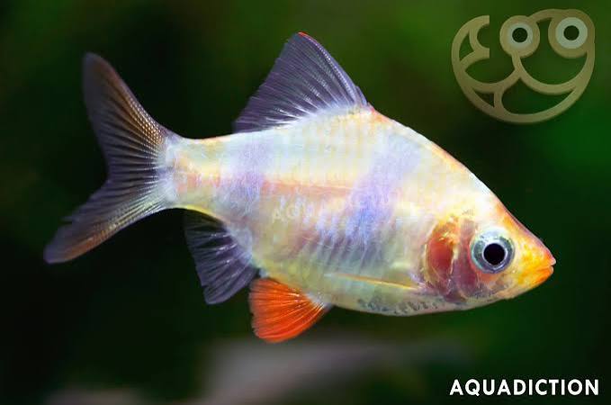 Tiger Barb