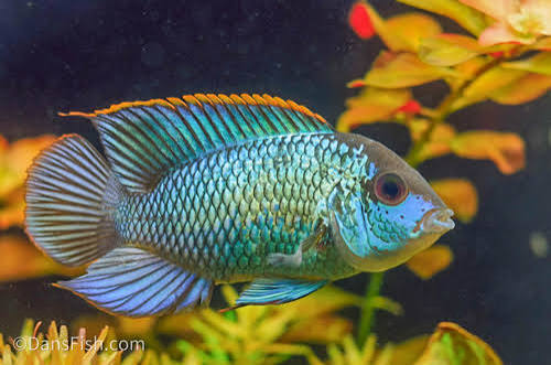 Blue Acara Cichlid