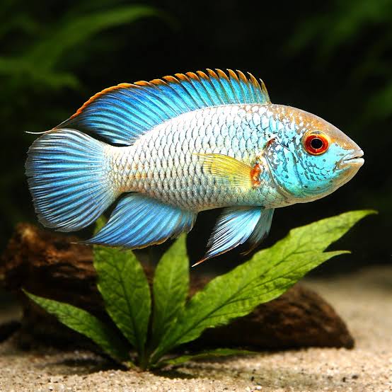 Blue Acara Cichlid