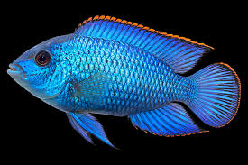 Blue Acara Cichlid