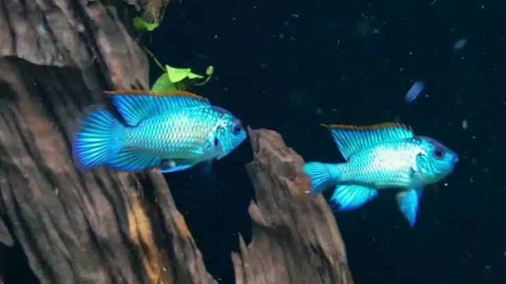Blue Acara Cichlid
