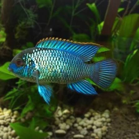 Blue Acara Cichlid